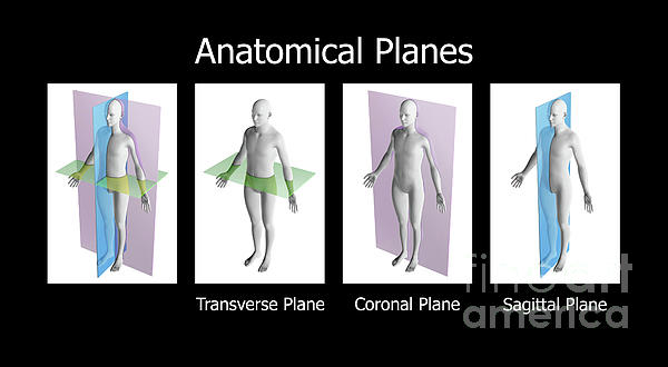 anatomical planes
