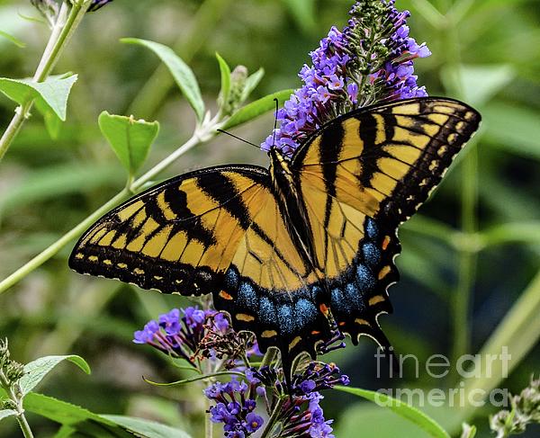Cindy Treger - Exquisite Eastern Tiger Swallowtail