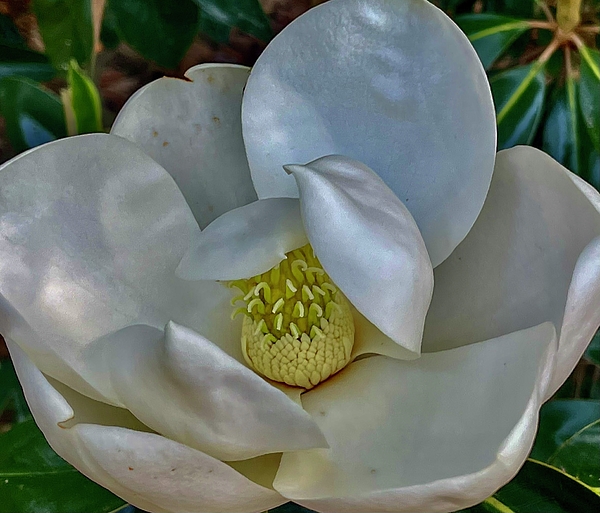 https://images.fineartamerica.com/images/artworkimages/medium/3/2-magnolia-pinehurst-nc-picture-that-by-boni-b.jpg