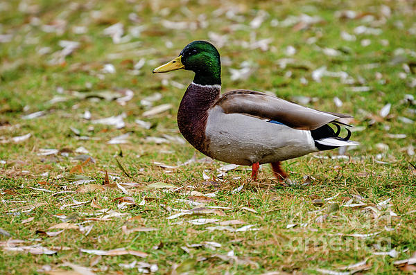 Wood Ducks On Pond At Cannon Hill Park Bath Towel by Sam Judy - Pixels