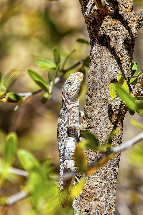 Merrem's Madagascar swift, Oplurus cyclurus, Arboretum d'Antsokay ...