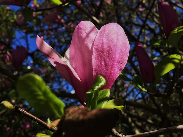 Thomas Brewster - Pink magnolia blossoms