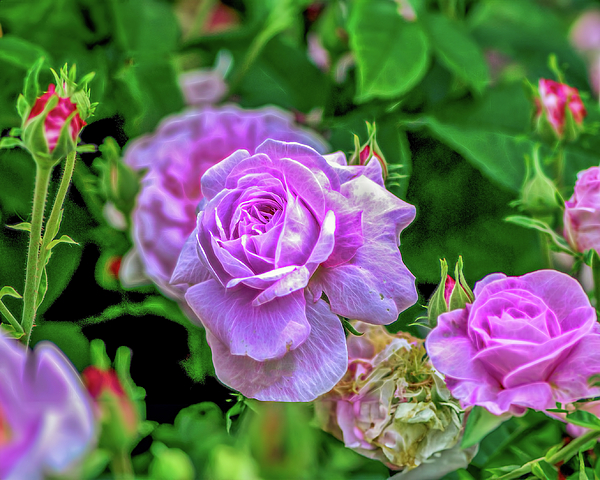 Cordia Murphy - Pink roses at Botanical Gardens