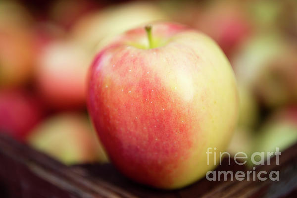 Fresh Ripe Organic Gala Apple Photograph by Kevin Miller - Pixels