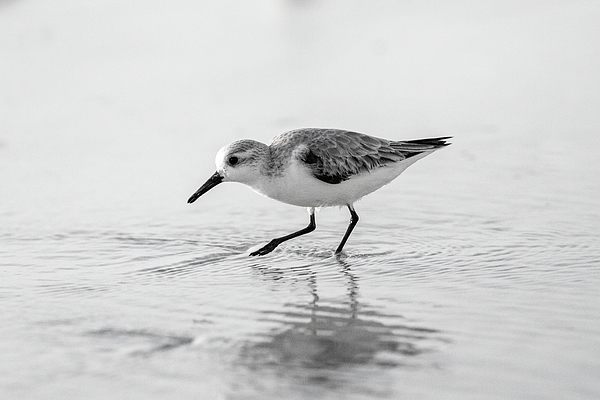 Shorebird Art