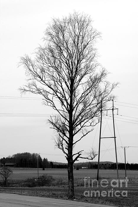 Esko Lindell - Tree 3