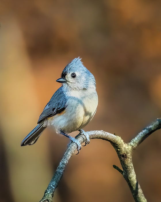 Wildlife Photographs