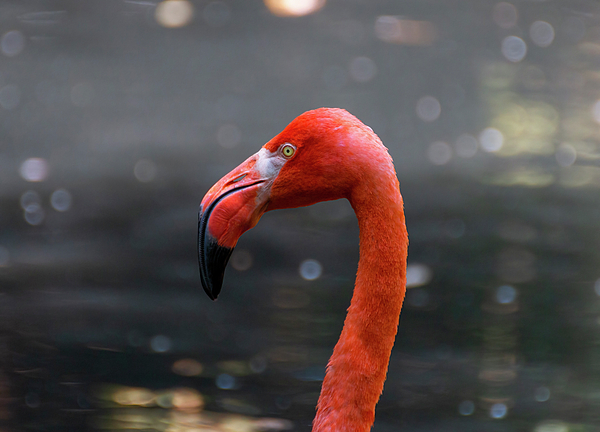 Pietro Ebner - American flamingo