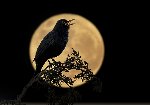 Manolis Tsantakis - Common Blackbird