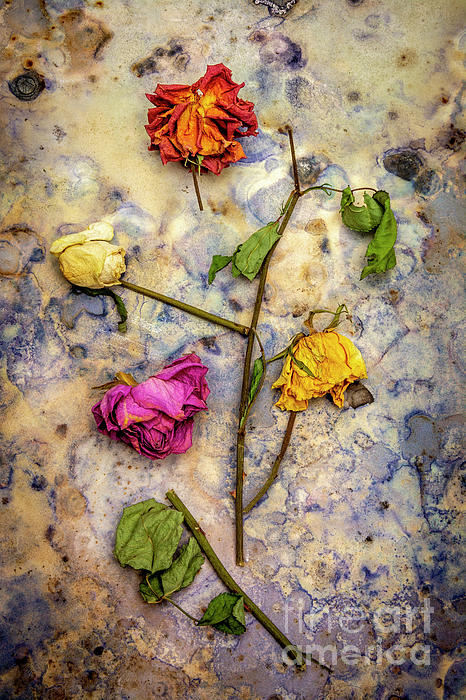 Dried rose Photograph by Bernard Jaubert - Fine Art America