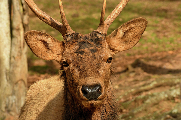 Elk tote sales bag