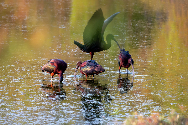 Manolis Tsantakis - Glossy Ibis