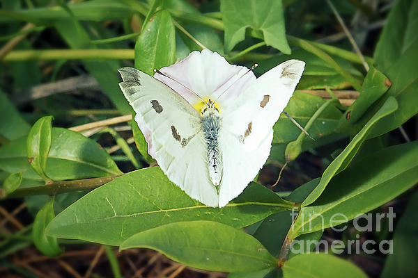 Small White Butterfly (Pieris rapae) 