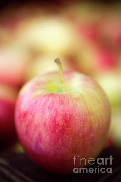 Fresh Ripe Organic Gala Apple Photograph by Kevin Miller - Pixels