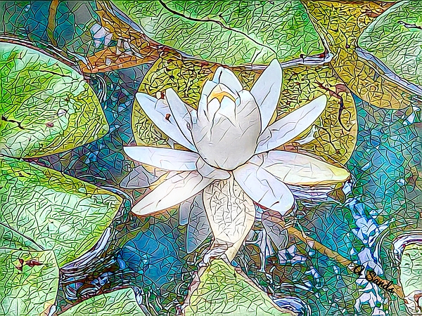 Anne Sands - White Water Lily