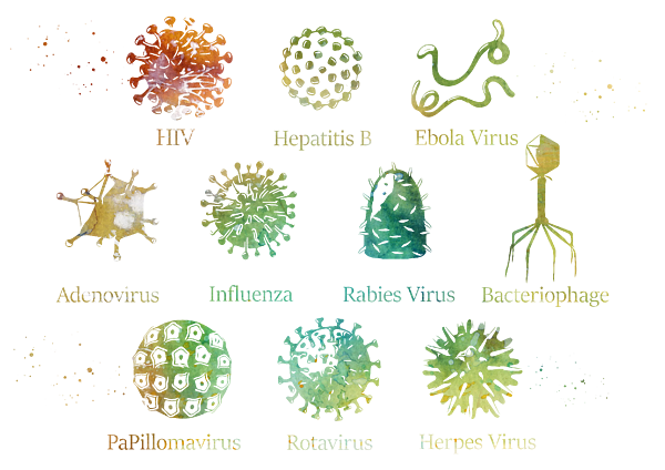 Diagram showing different kinds of viruses Greeting Card by Erzebet S