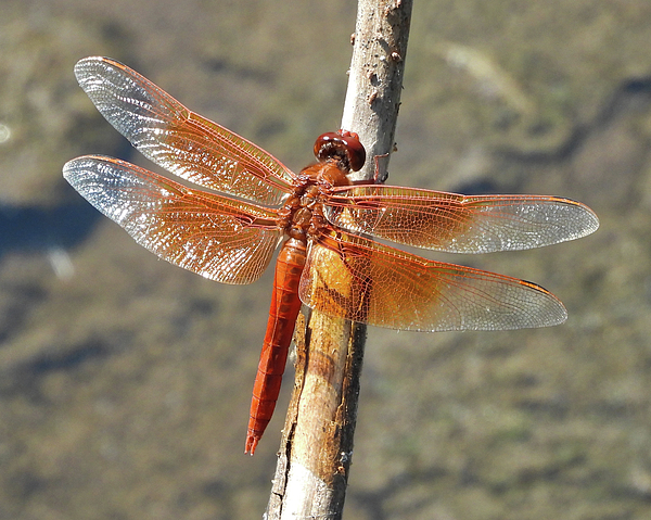 dragonfly flame shirt