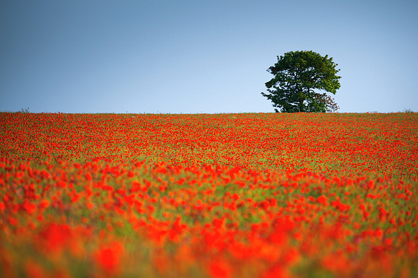 Alan Copson - Tree in a Poppy Field
