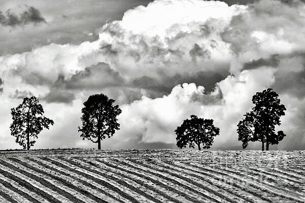 Jack Andreasen - 4 Trees - Black And White