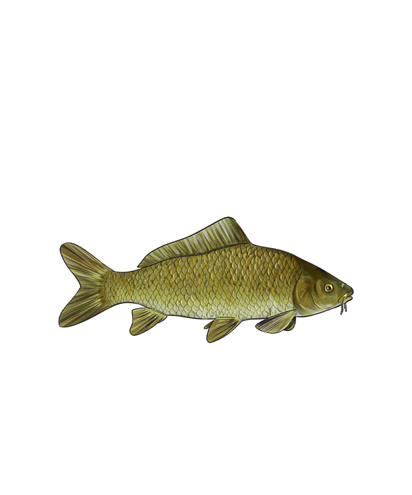 Funny Common Carp Fishing Freshwater Fish Gift #5 T-Shirt by Lukas Davis -  Pixels