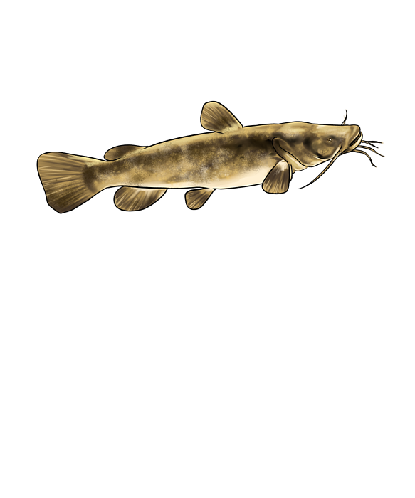 Funny Flathead Catfish Fishing Freshwater Fish Gift #5 Face Mask