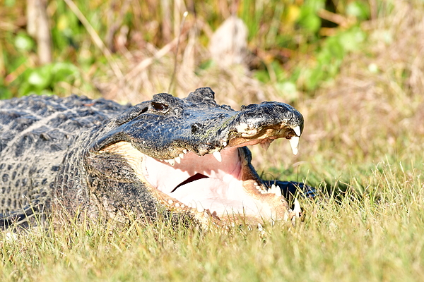 Alligator Tote Bag