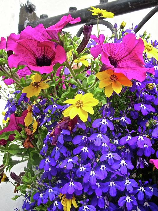 Stephanie Moore - Colourful Flowers