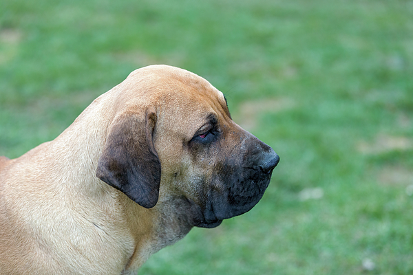 young puppy of Fila Brasileiro Brazilian Mastiff Photograph by Artush Foto  - Fine Art America