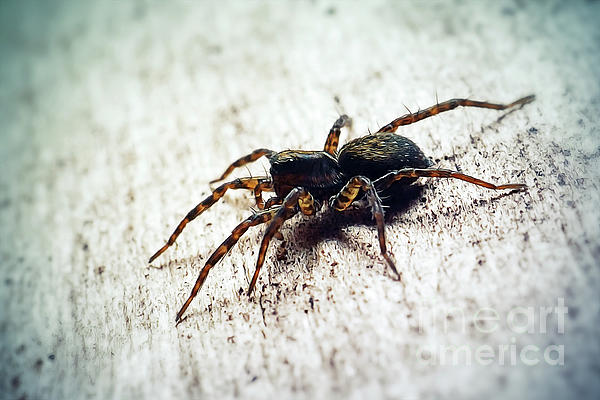 https://images.fineartamerica.com/images/artworkimages/medium/3/6-pardosa-lugubris-lycosidae-wolf-spider-frank-ramspott.jpg