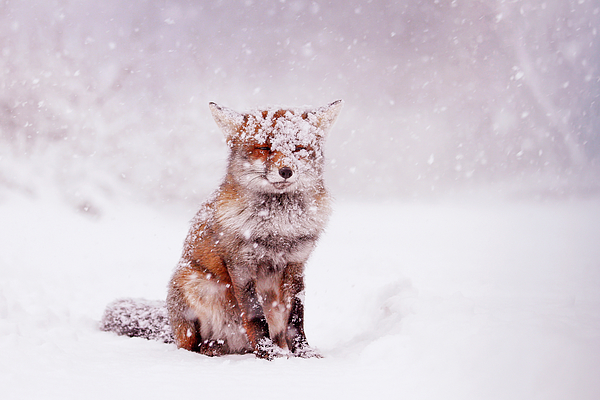 Roeselien Raimond - Red Fox in the Snow