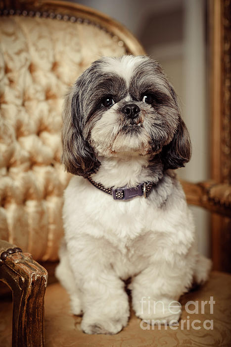 Is pedigree good discount for shih tzu