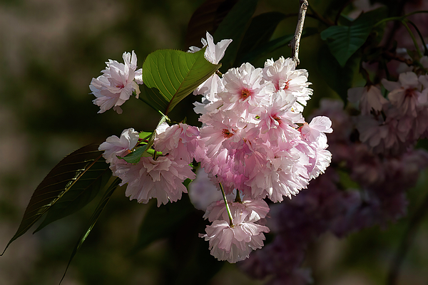 Robert Ullmann - Cherry Blossoms