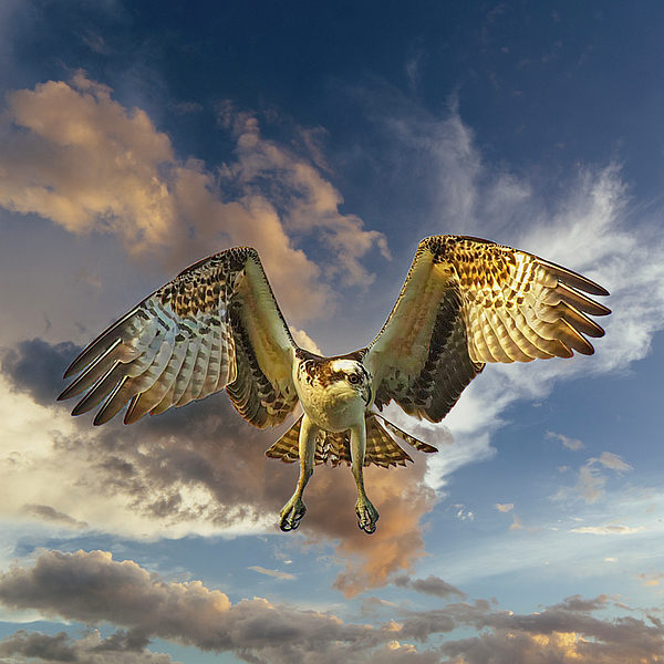 TJ Baccari - A Beautiful Osprey in Flight sq