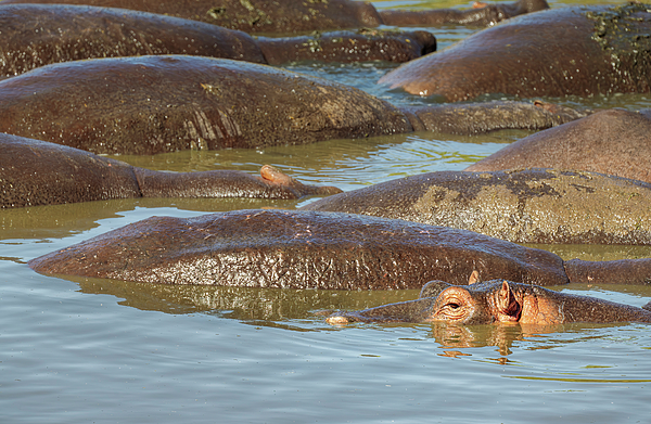 Joan Carroll - A Bloat of Hippos Tanzania Africa