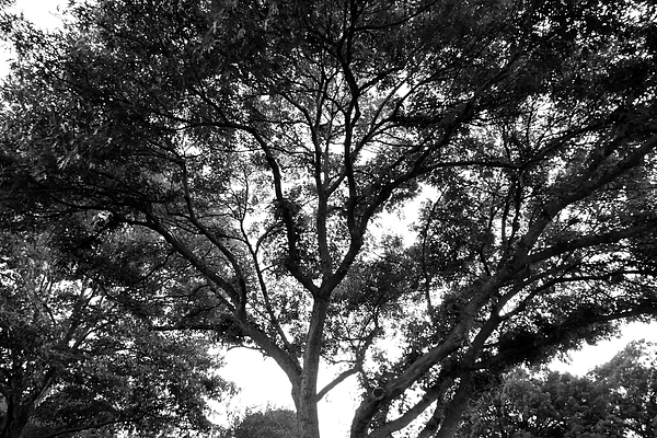 Katherine Nutt - A Canopy of Shade for the Backyard - Black and White