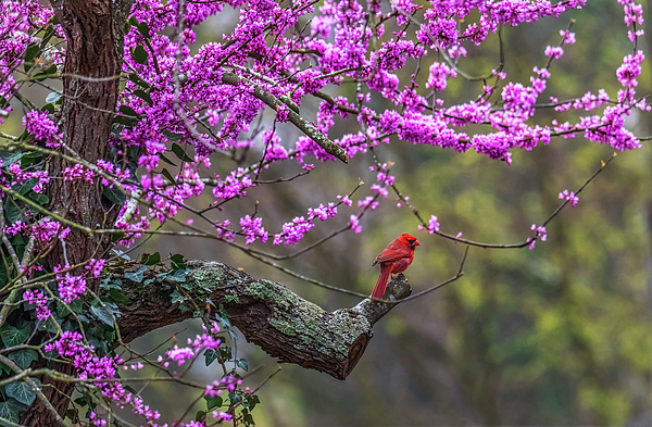 Rachel Morrison - A Cardinal and a Redbud Tree