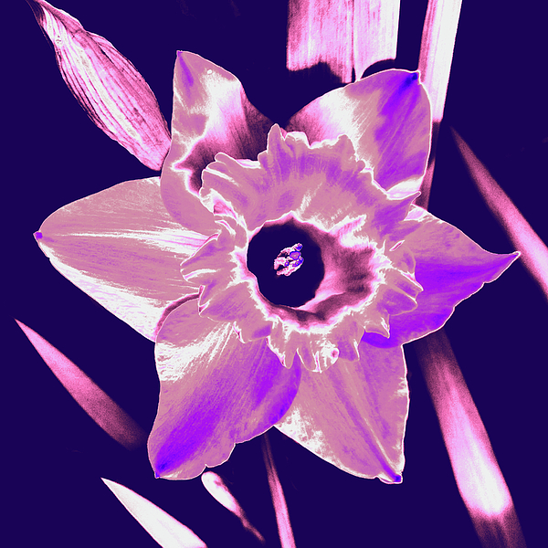 Designs By Nimros - A Daffodil - Purple