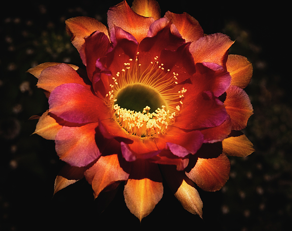 Saija Lehtonen - A Fiery Cactus Flower