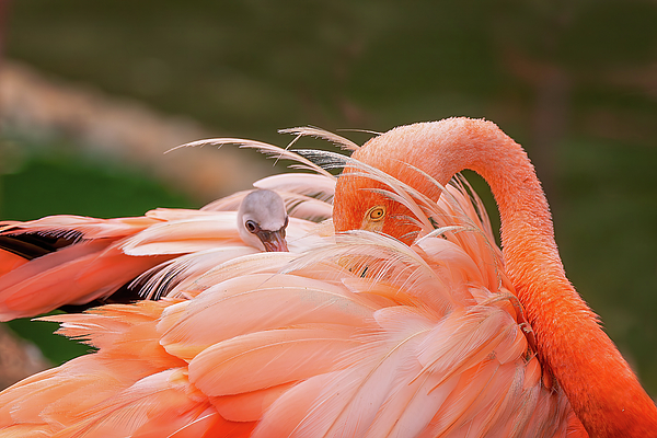 Steve Rich - A Flamingo