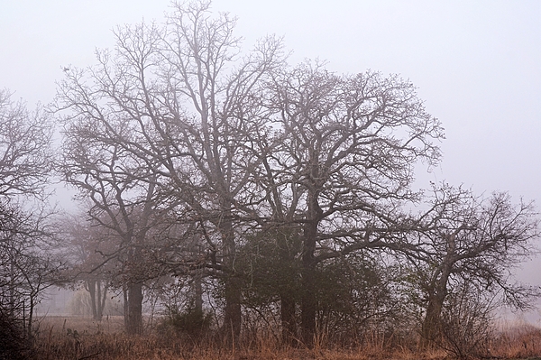 Gaby Ethington - A Foggy Morn for the Bare Oaks