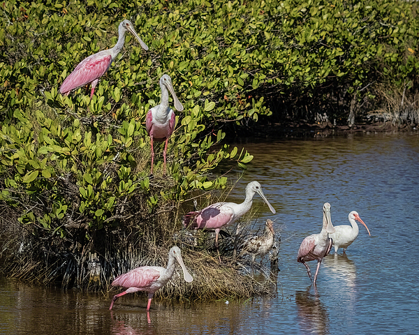 Dawn Currie - A Gathering of Spoonbills