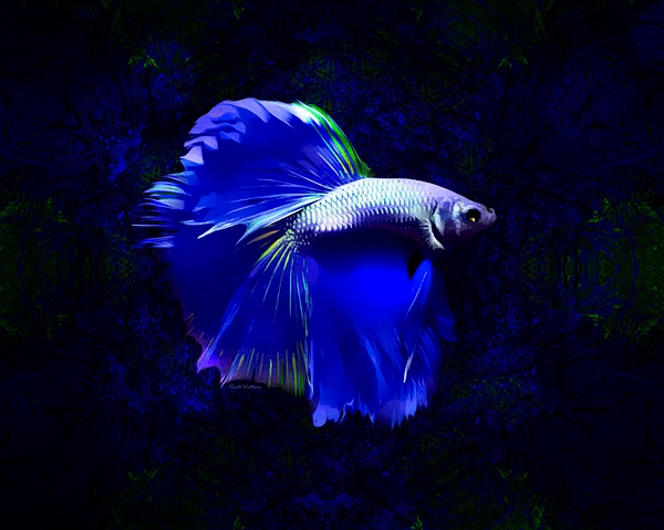 Abstract betta fish Accessories Face Mask