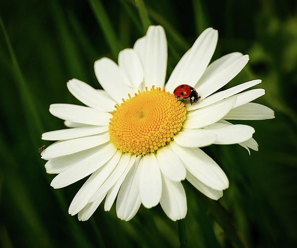 Anita Gendt van - A ladybug on a daisy