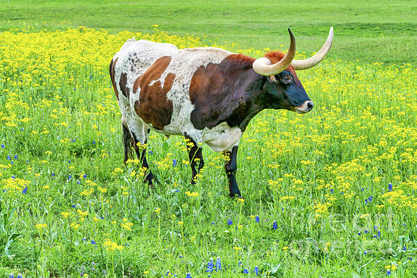 Bee Creek Photography - Tod and Cynthia - A Longhorn in the Texas Wildflowers