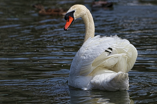 Barbara Elizabeth - A Lovely Swan