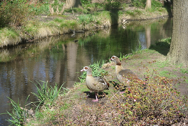 Lynne Iddon - A Pair Of Egyptian Geese On The Riverbank 2