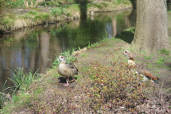 Lynne Iddon - A Pair Of Egyptian Geese On The Riverbank