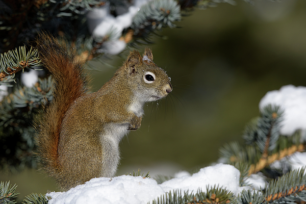 Jan Luit - A Red Squirrel sitting in a snowy tree