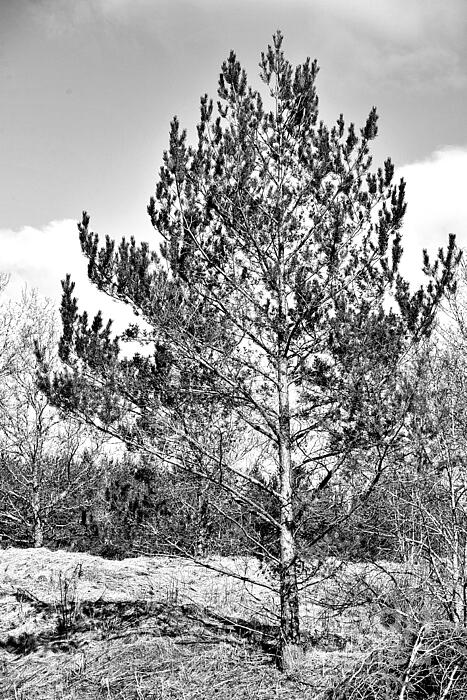 Esko Lindell - A small pine tree