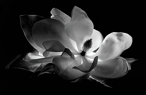 David Engstrom - A Study In Light - Magnolia Blossom - 1983 Artist Selection